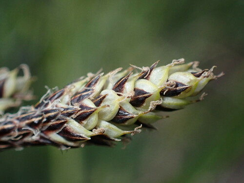 southwestern showy sedge (Carex bella)