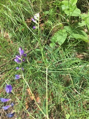 Vicia onobrychioides