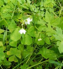 Oxalis trilliifolia