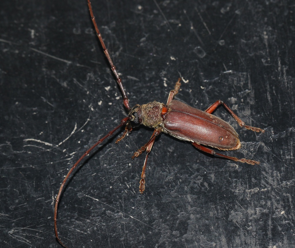 Neoplocaederus consocius