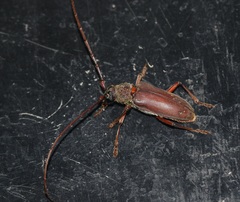 Neoplocaederus consocius