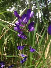 Vicia onobrychioides