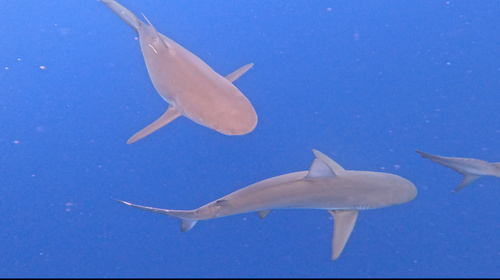 Photo of Galapagos shark (Carcharhinus galapagensis)