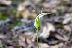 Pterostylis ampliata
