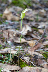 Pterostylis ampliata