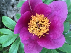 Paeonia officinalis