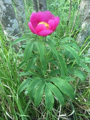 Paeonia officinalis