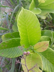 Doliocarpus