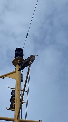 Brown Booby, Lake Erie, Haldimand County, ON, CA, photo 8 of 10