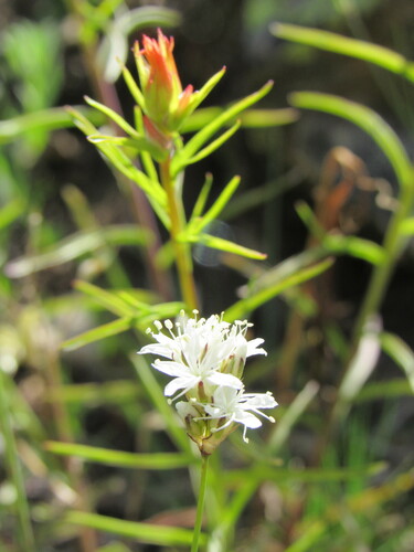 Image of Eremogone congesta by (c) Anders Hastings, some rights reserved (CC BY)