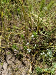 Plagiobothrys undulatus