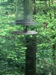 Poecile carolinensis
