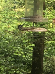 Poecile carolinensis