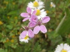 Erodium cicutarium