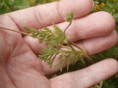 Erodium cicutarium