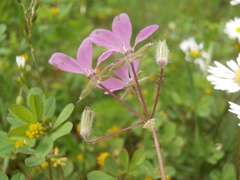 Erodium cicutarium