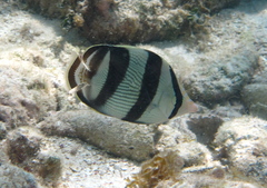 Chaetodon striatus
