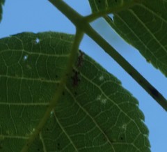 Corythucha juglandis