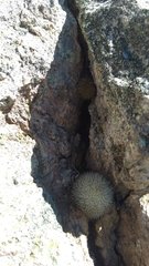 Mammillaria densispina
