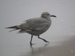 Leucophaeus modestus