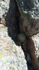 Mammillaria densispina