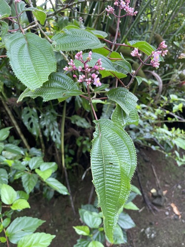 Image of Pink Pearl Bush (Miconia subcrustulata) by (c) Cricket Raspet, some rights reserved (CC BY)