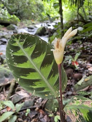 Goeppertia warszewiczii, photograph Cricket Raspet, CC BY, iNaturalist via GBIF