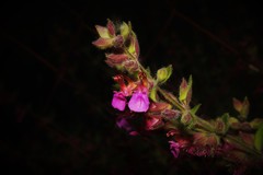 Teucrium chamaedrys lydium