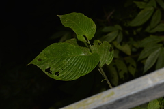 Rhynchoglossum