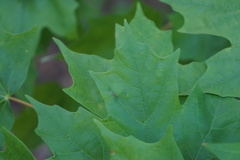 Dasineura communis