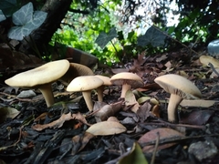 Fungi