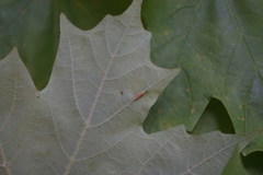 Dasineura communis