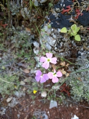 Malcolmia maritima