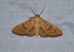 Psara dryalis