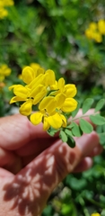 Coronilla coronata