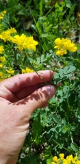 Coronilla coronata