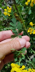 Coronilla coronata