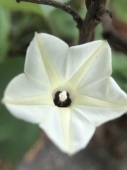 Ipomoea obscura