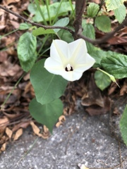 Ipomoea obscura