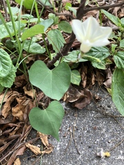 Ipomoea obscura