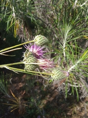Ptilostemon chamaepeuce