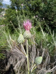 Ptilostemon chamaepeuce