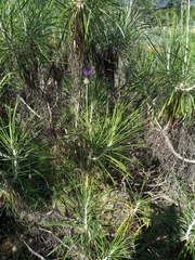 Ptilostemon chamaepeuce