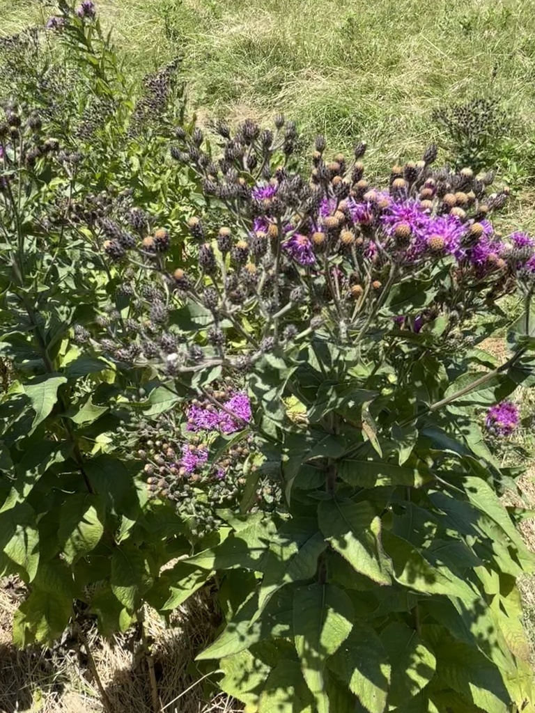 Western Ironweed from Heath, TX, US on July 9, 2024 at 02:14 PM by ...