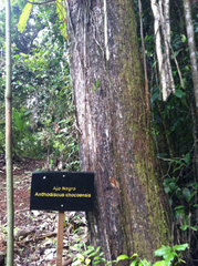 Anthodiscus chocoensis