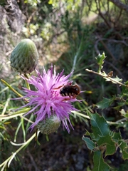 Rhodanthidium septemdentatum