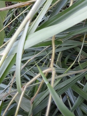 Neustanthus phaseoloides