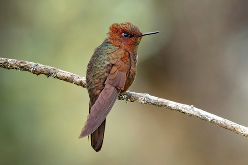 Coppery Metaltail
