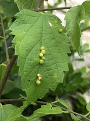 Celticecis celtiphyllia