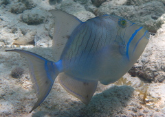 Balistes vetula